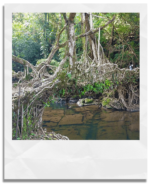 Meghalaya Living Root Bridge