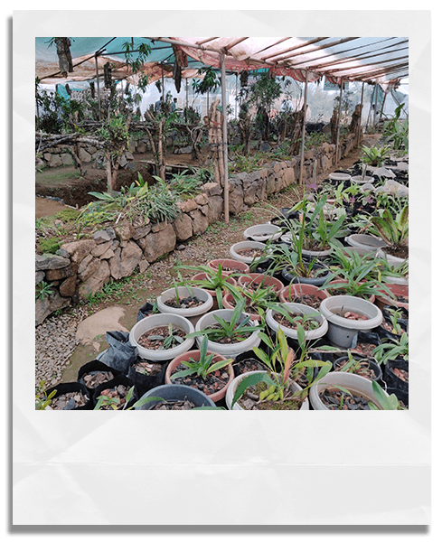 Orchid Nursery