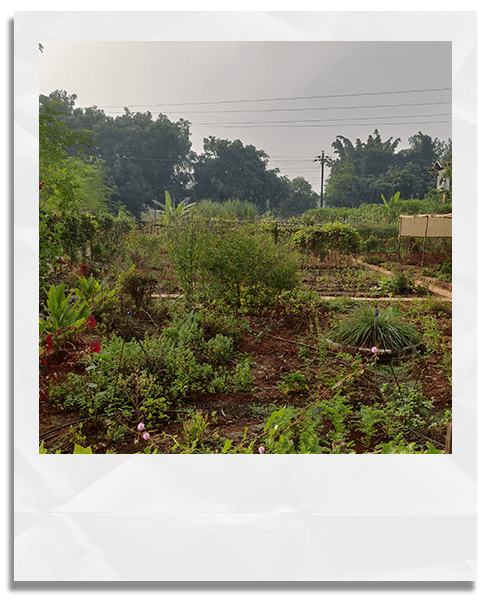 Pune Forest Garden