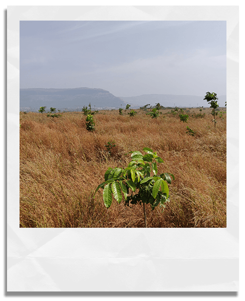 Pune Food Forest